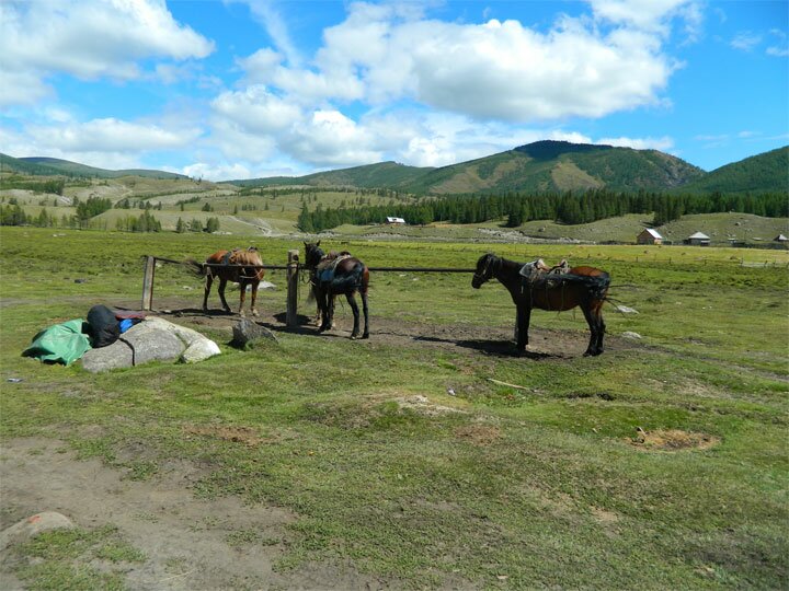 Горный Алтай -село Джезатор - конная база - кони у коновязки