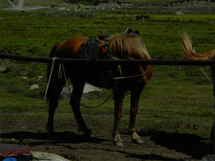Горный Алтай -село Джезатор - конная база - мой конь с индейской уздечкой