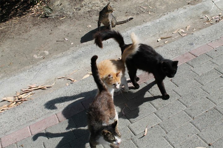 Кошки на Кипре