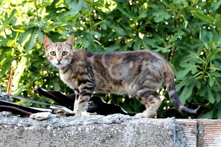 Деревеньки Кипра - Омодос - кошки тут тоже есть в изобилии