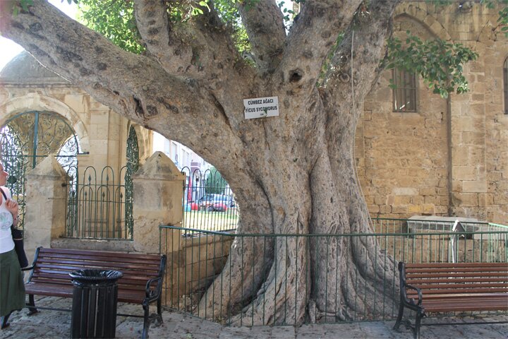 Фамагуста - самое древнее дерево в мире