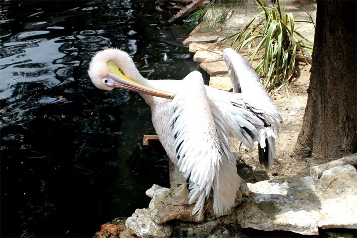 Limasol Zoo - Зоопарк Лимасола