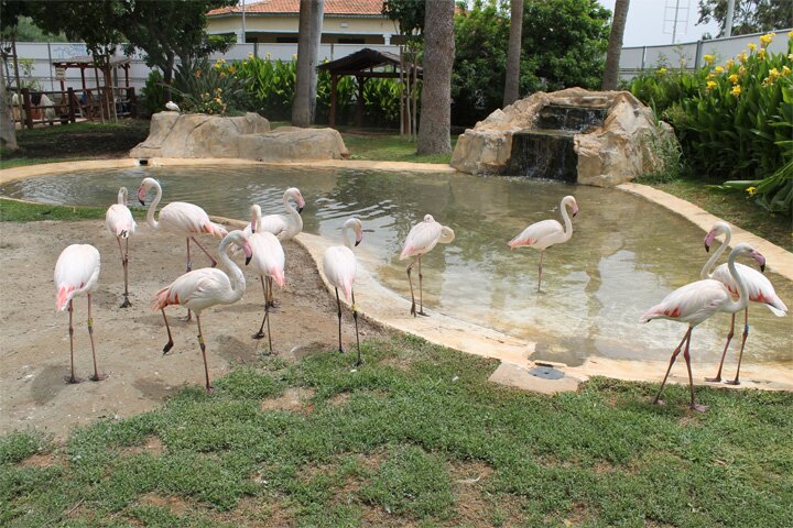 Limasol Zoo - Зоопарк Лимасола