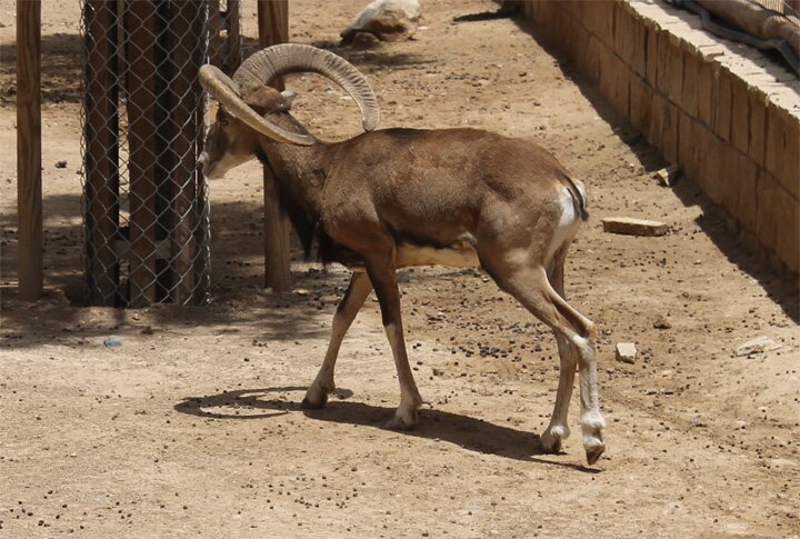 Limasol Zoo - Зоопарк Лимасола