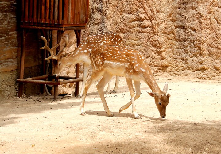 Limasol Zoo - Зоопарк Лимасола