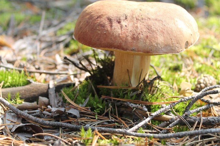 Лес наш Курганский - Царь грибов - Белый Гриб