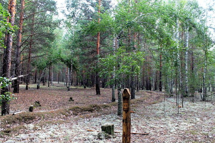 Лес наш Курганский вход лес с опушки, столбик обозначающий квадрат леса