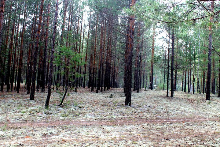 Лес наш Курганский и мой велосипед, под соснами мох, а во мху Белые грибы